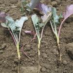 Damage to hypocotyl and roots caused by maggot feeding. Photo: UMass Extension Vegetable Program
