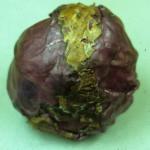Tip burn symptoms on cabbage. Photo: J. Howell