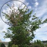 Browning leaves and upper canopy dieback of an American elm (Ulmus americana ‘Princeton‘) due to Dutch elm disease.