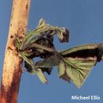 Raspberry cane blight. Photo by Michael Ellis