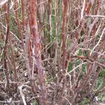 Raspberry cane blight. Photo by Thaddeus McCamant