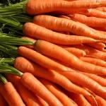 carrot