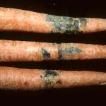 Symptoms of T. basicola are superficial, irregular black lesions which occur in a random pattern. Photo: R. L. Wick