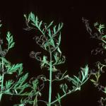 Alternaria leaf blight on carrot. Individual leaf spots have merged into larger lesions. Photo: R. L. Wick