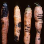 Rhizoctonia root rot on carrot. Photo: R. L. Wick