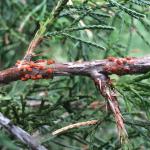 Orange-red pads of fungal tissue (telia) produced by Gymnosporangium clavipes on eastern redcedar (Juniperus virginiana). Photo by N. Brazee
