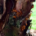 Gelatinous, orange-colored masses of basidiospores produced by Gymnosporangium clavipes on rocky mountain juniper (Juniperus scopulorum). Photo by N. Brazee