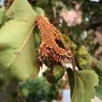 Stem and fruit distortion on hawthorn (Crataegus sp.) due to cedar-quince rust. Photo by N. Brazee