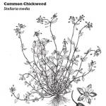 Common Chickweed