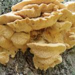 The northern tooth fungus (Climacodon septentrionalis) is named for the spines or teeth visible on the underside of fruiting bodies. Photo by N. Brazee