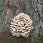 Large, shelf-like fruiting body produced by Climacodon at the base of a landscape sugar maple (Acer saccharum). Photo by N. Brazee