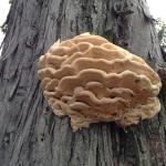 Fruiting body of Climacodon on a shagbark hickory (Carya ovata) in the landscape. Photo by N. Brazee