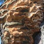 Older and discolored fruiting body of Climacodon on a landscape red oak (Quercus rubra). Photo by N. Brazee 