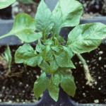 Foliar symptoms of CMV in a pepper transplant. Photo: R. L. Wick