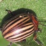 Adult Colorado potato beetle. Photo: R. Hazzard