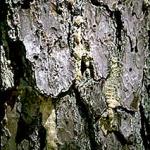 Newly formed pitch tubes indicating a fresh attack on a weak pitch pine. (Photo: R. Childs)