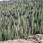 A natural stand of conifers in Utah displaying some dead trees that were killed by bark beetles. (Photo: R. Childs)
