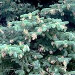 A blue spruce displaying numerous galls caused by the Cooley spruce gall adelgid. When this many galls are seen, there's a very good chance that a Douglas fir is within close proximity. (Photo: R. Childs) 