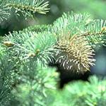 Close up of a gall on blue spruce that was caused by the Cooley spruce gall adelgid. Note how the entire new shoot has become a gall.  (Photo: R. Childs) 