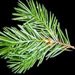 The Cooley spruce gall adelgid and how it can appear on a Douglas fir. (Photo: R. Childs)