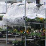 Pansies in retail covered at night for protection