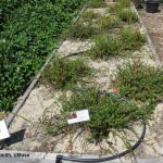 Cranberries for home gardens at The Gardens at Elm Bank