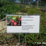 Cranberries for home gardens at The Gardens at Elm Bank