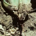 Cabbage root maggot larvae in soil. Photo: D. Ferro