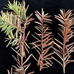 Symptoms of Cryptocline needle blight (Cryptocline taxicola) on yew (Taxus). Photo by N. Brazee