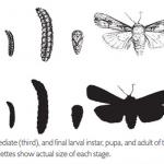 Cutworm Life Stages