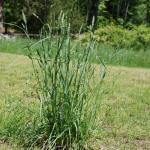 Orchardgrass