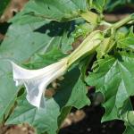 Jimsonweed