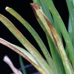 Daylily rust. The orange pustules produce abundant spores. Photo by R.L. Wick.