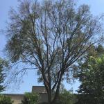 Mature American elm (Ulmus americana) in decline from Dutch Elm Disease.