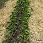 Green bean plants eaten by deer