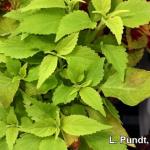 coleus