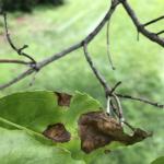 Fig. 2: Foliar lesions and twig dieback on a flowering dogwood (Cornus florida) with dogwood anthrancose.
