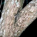 Old entrance/exit holes of the dogwood borer on a flowering dogwood. (Photo: R. Childs)