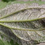 Downy mildew of rudbeckia