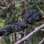 Black knot galls on an ornamental cherry (Prunus sp.). Photo by N. Brazee