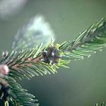 A newly forming gall of the Eastern spruce gall adelgid at the base of a new shoot, in the spring. (Photo: R. Childs) 