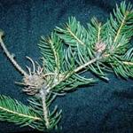 Old, dried galls of the Eastern spruce gall adelgid. Note how the entire shoot growth was killed by this pest. (Photo: R. Childs) 