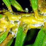 Immatures of the Eastern spruce gall adelgid that have emerged from the gall and are now settled on the stem for the fall and winter. (Photo: R. Childs) 