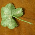 Edema on Ivy Geranium, leaf underside