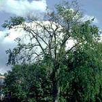 The same American elm, as in photo 1, in the second summer of infection with Dutch elm disease. At this point, it was too late to save the tree. (Photo: R. Childs)