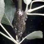 An egg mass of the eastern tent caterpillar that is wrapped around a small stem of the host plant. (UMass Entomology Dept. teaching collection).