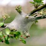 A newly forming web of the eastern tent caterpillar. (Photo: R. Childs)