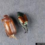European schafer (left) and Japanese beetle (right). Photo: Bruce Watt, University of Maine, Bugwood.org