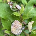 Mature leaf galls produced by Exobasidium coated in white-colored spores. Photo by N. Brazee