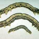 Fall cankerworm caterpillars. Note the three pairs of abdominal prolegs. Photo: Robert Childs.